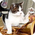 疯狂的猫小姐